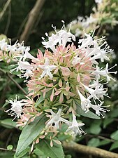 Abelia chinensis