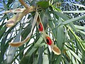 Foliage and pods with seeds