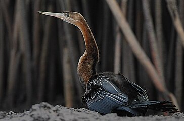 African darter resting among mangrove roots