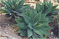 Agave a foglie grandi