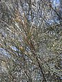 Allocasuarina Ieuhmannii.