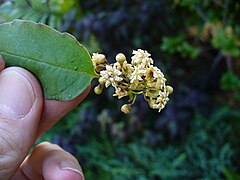 Flor masculina de Amborella.