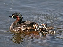 Adult with chicks