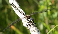 Front view of a male