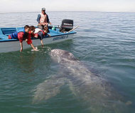 Observando una ballena gris