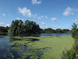 A small lake surrounded by trees