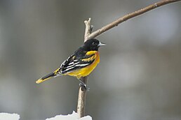 Трупіал балтиморський (Icterus galbula)