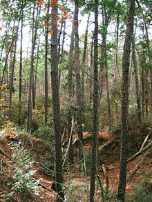 Photograph of tall trees in a forest