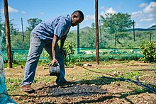 Agricultural worker distributing biochar over a planting plot