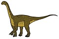 Camarasaurus