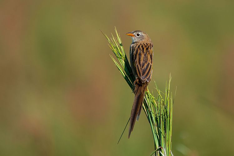 Клинохвостая тиранновая овсянка (Emberizoides herbicola)