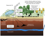 Sequestering carbon from the atmosphere