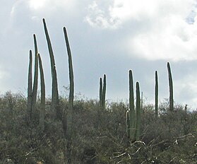 柱サボテン (Cephalocereus)