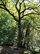 Vue du tronc et du houppier d'un arbre.