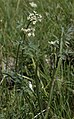 Rocky Mountain Hemlock-Parsley, San Pedro Parks