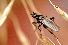 Copromyza equina (Sphaeroceridae)