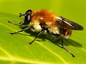 Criorhina（英语：Criorhina）