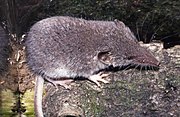 Gray shrew