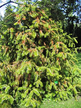 Cunninghamia lanceolata