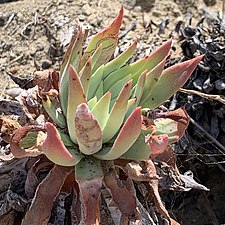 Dudleya candelabrum