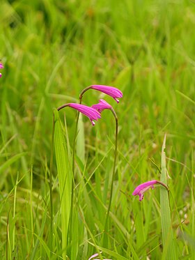 Eleorchis japonica