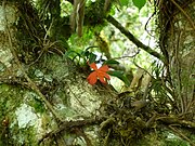 An epiphytic orchid on a tree in a Brazilian cloud forest