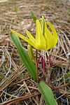 Red anthers