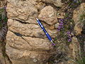 Lherzolite affleurant à l'étang de Lers, en Ariège, montrant une surface altérée (oxydée).