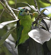 Cyclopsitta diophthalma