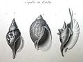 Étude de coquilles des Antilles