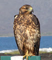 slika 12. Buteo galapagoensis