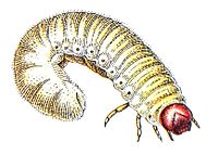 Larva