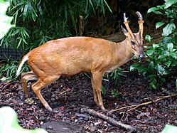 Cerf aboyeur (Muntiacus muntjak).