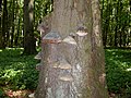 Tree fungus