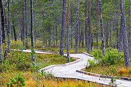 Chemin avec ses planches dans les zones à fort passage