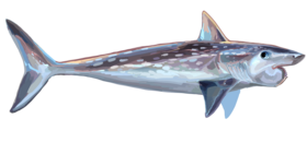 Extinto Helicoprion