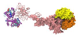 Image illustrative de l’article Haptoglobine