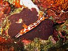 Hypselodoris purpureomaculosa at Verde Island, the Philippines.