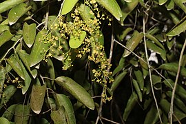 Inflorescence