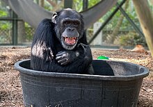 Jonah, a chimpanzee, plays in a tub at the Center for Great Apes
