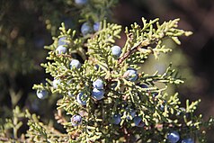 cone and foliage