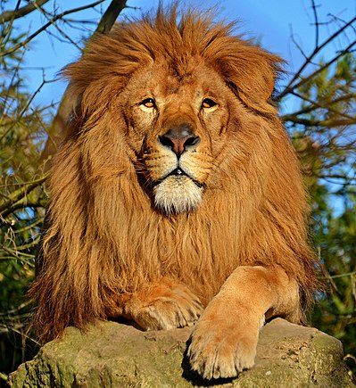 Lion, Touroparc, Romanèche-Thorins