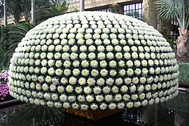 One-Thousand Bloom Chrysanthemum shown during the annual Chrysanthemum Festival, November 2012