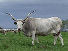 a long-horned grey-white bull