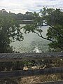 View of the mangroves from the boardwalk, Wall Springs Park.