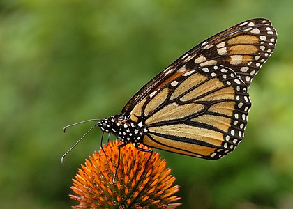 Monarch butterfly, by Ram-Man