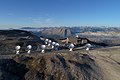 The NOEMA observatory operated by IRAM