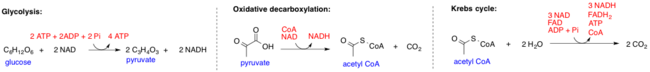 Glycolysis, Oxidative Decarboxylation of Pyruvate, and Tricarboxylic Acid (TCA) Cycle
