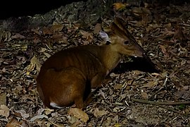 Southern red muntjac