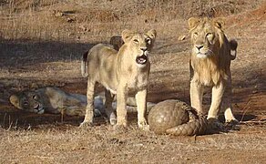 An Indian pangolin (Manis crassicaudata) defending itself against Asiatic lions (Panthera leo persica).